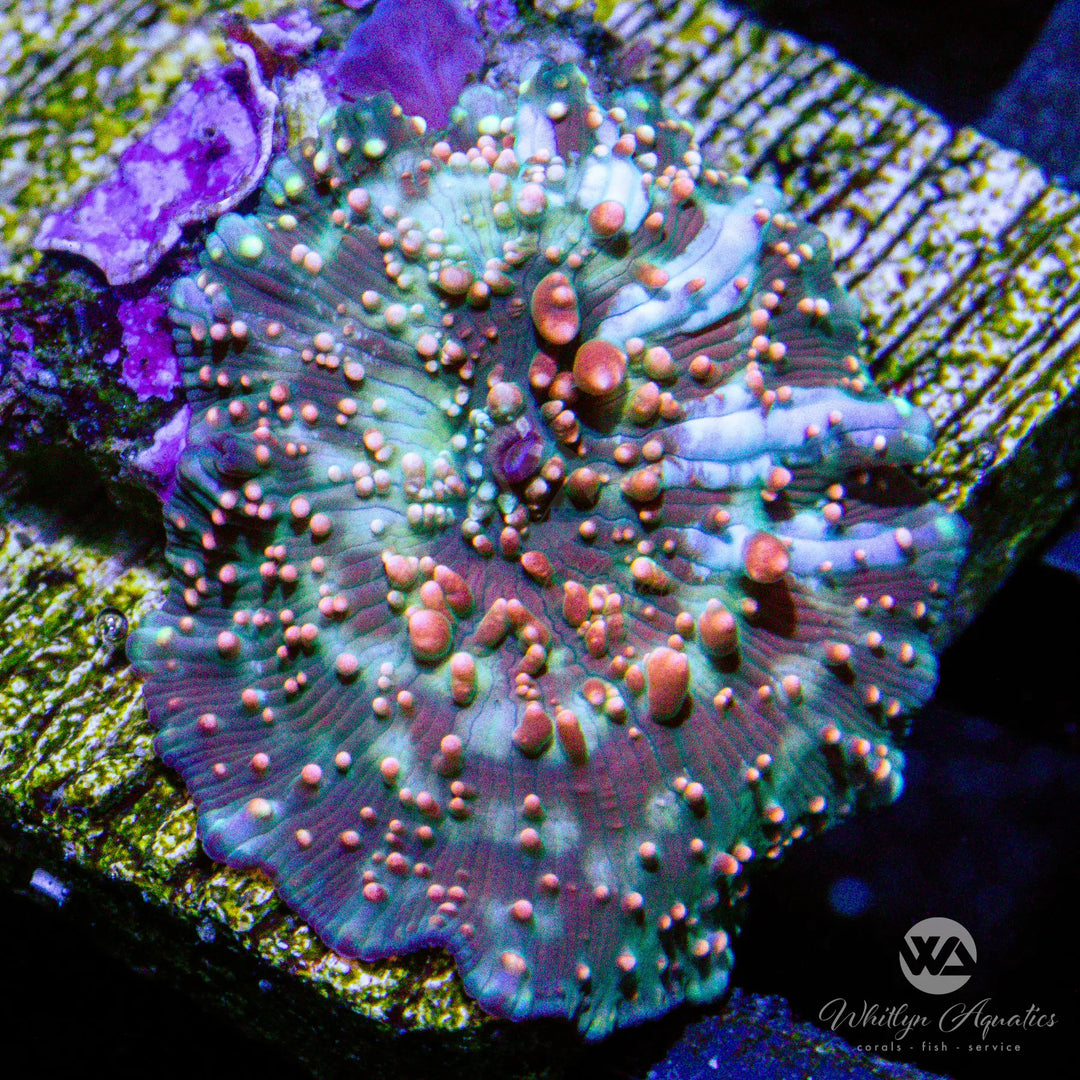 (V5) WA Nebula Mushroom - WYSIWYG