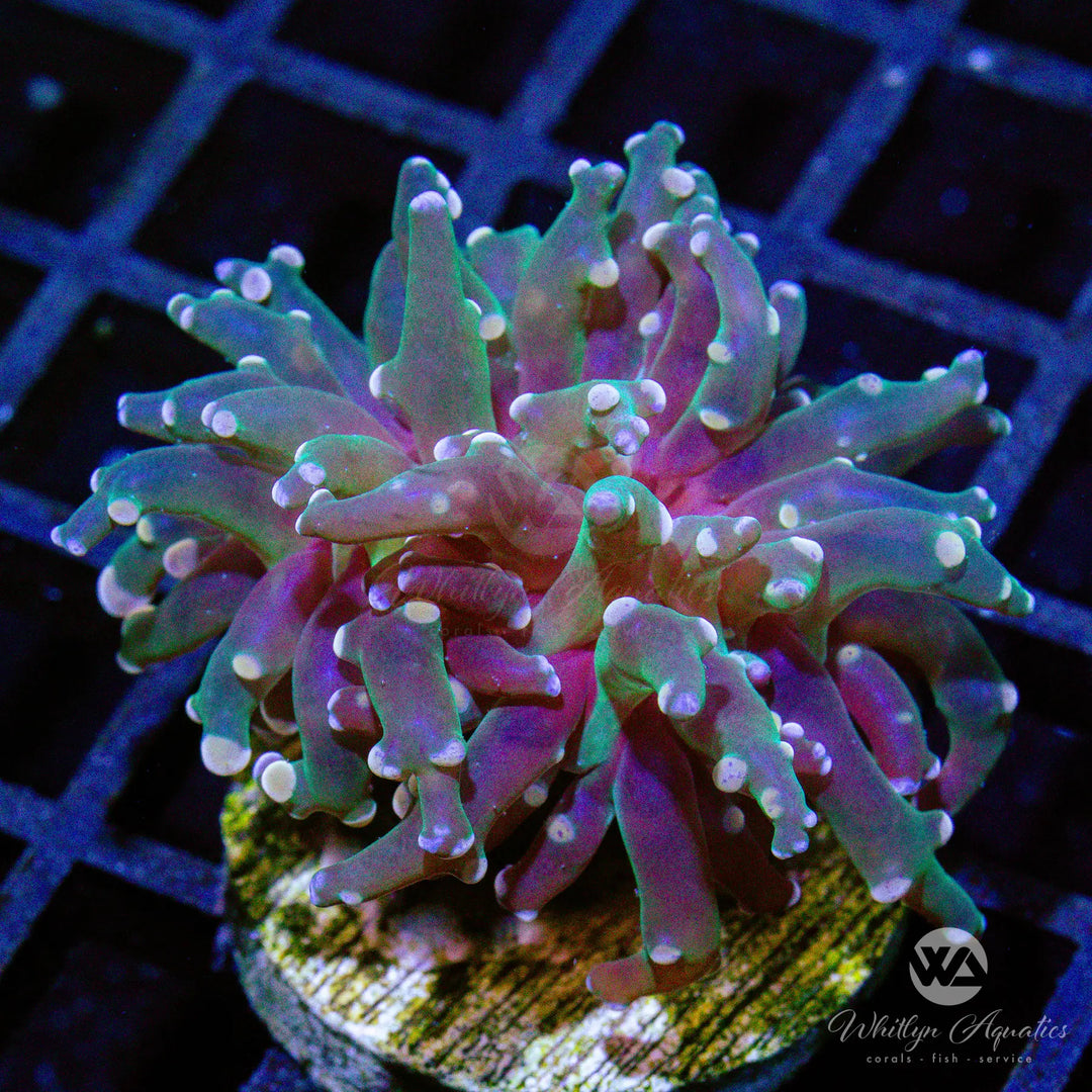 (V6) Peach Octospawn - WYSIWYG
