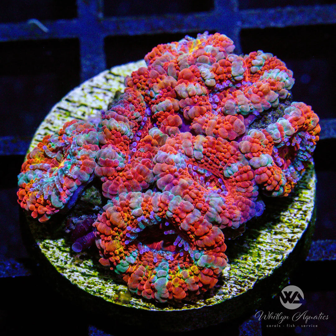 (V7) Peppermint Acan - WYSIWYG