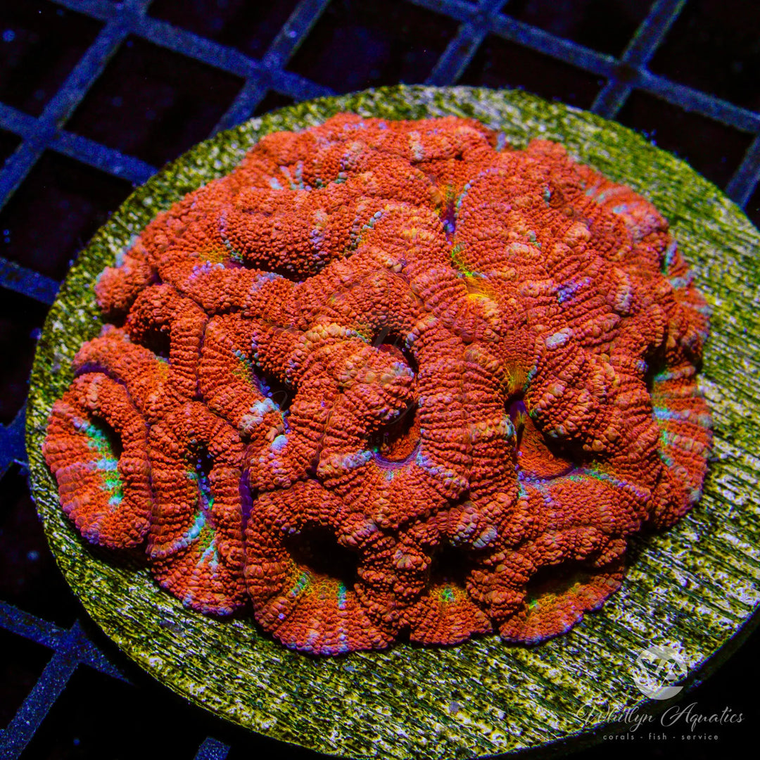 (V8) WA Heinz Acan Colony - WYSIWYG