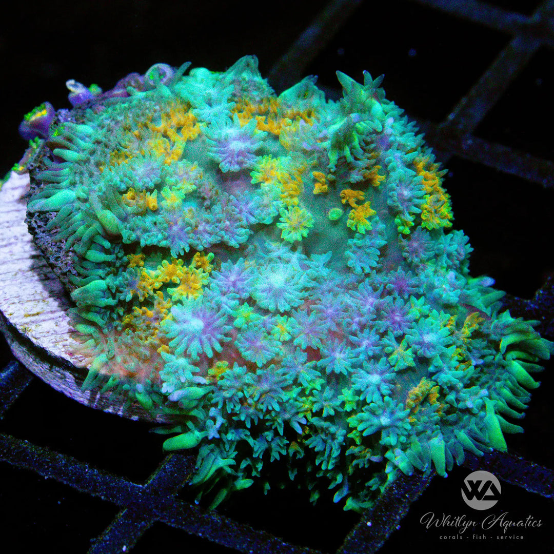 (W1) WA Calico Rhodactis - WYSIWYG
