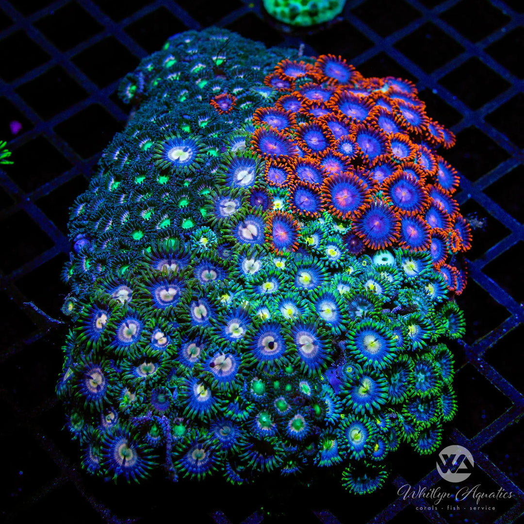 (W2) Zoa Garden (~5") - WYSIWYG