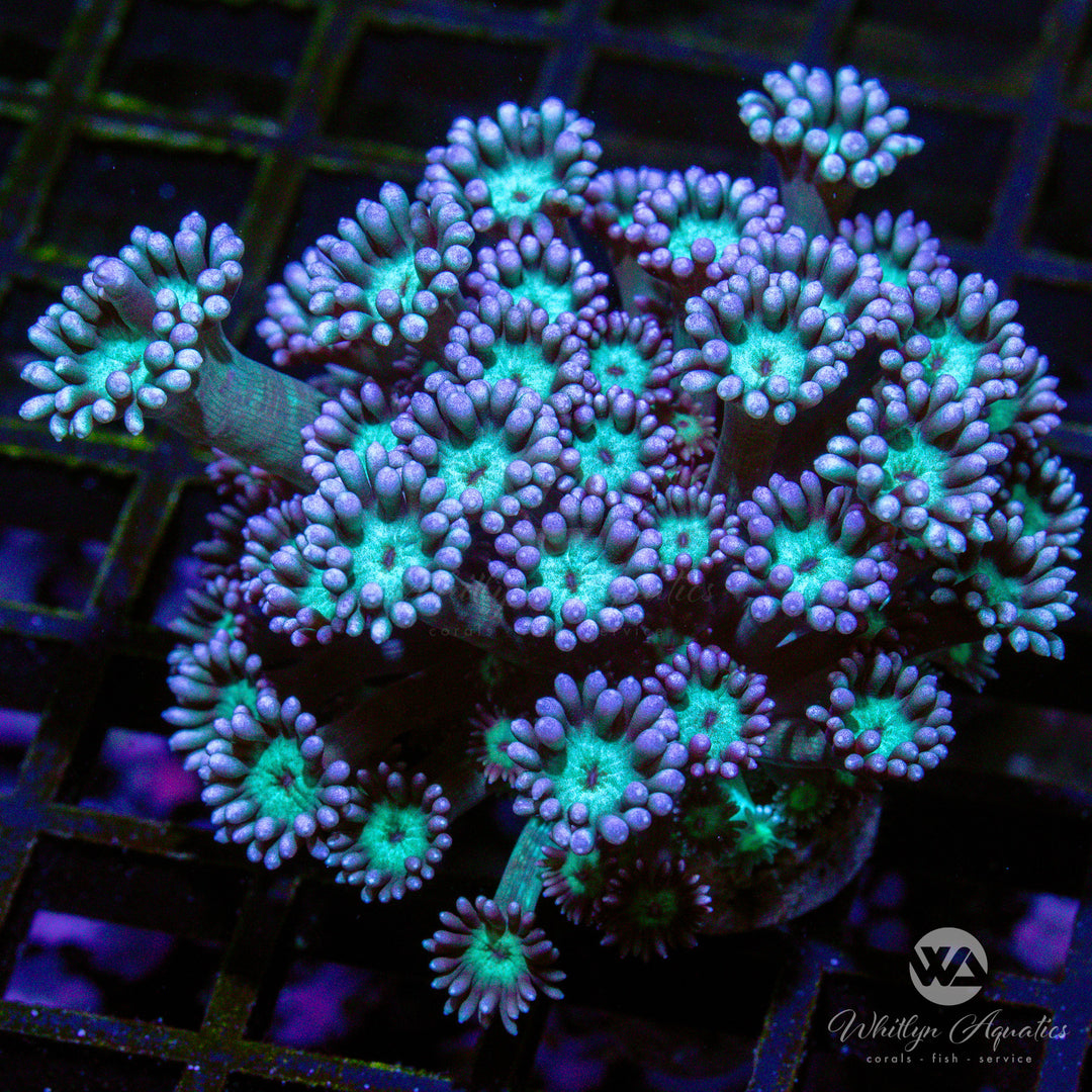 WA Bubblegum Breeze Goniopora (Aquacultured)