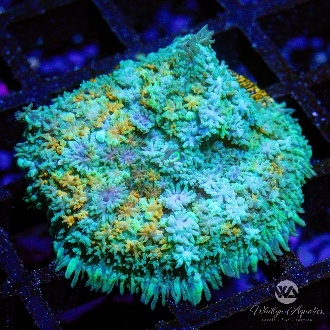 WA Calico Rhodactis Mushroom