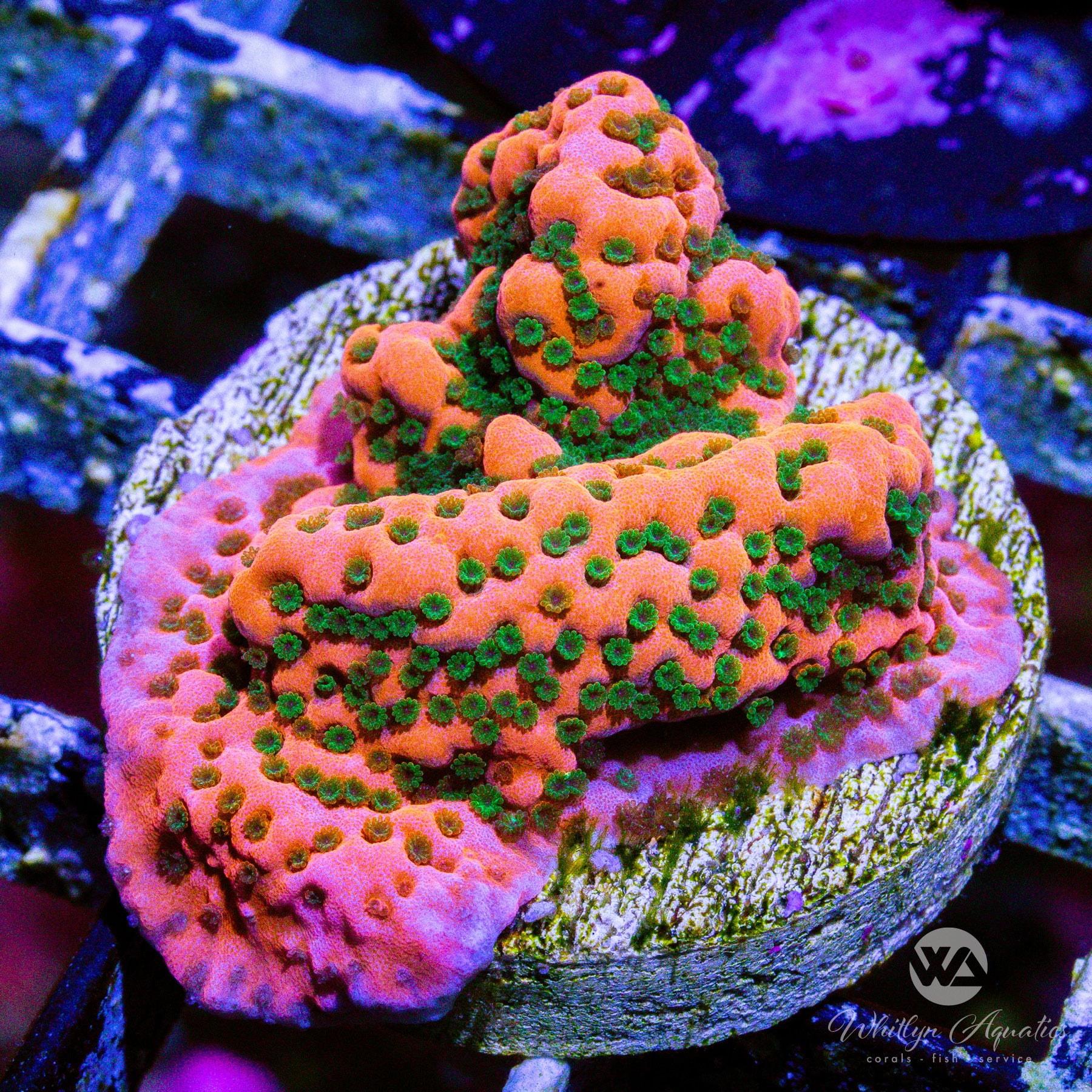 WA Cherry Tree Montipora – Whitlyn Aquatics