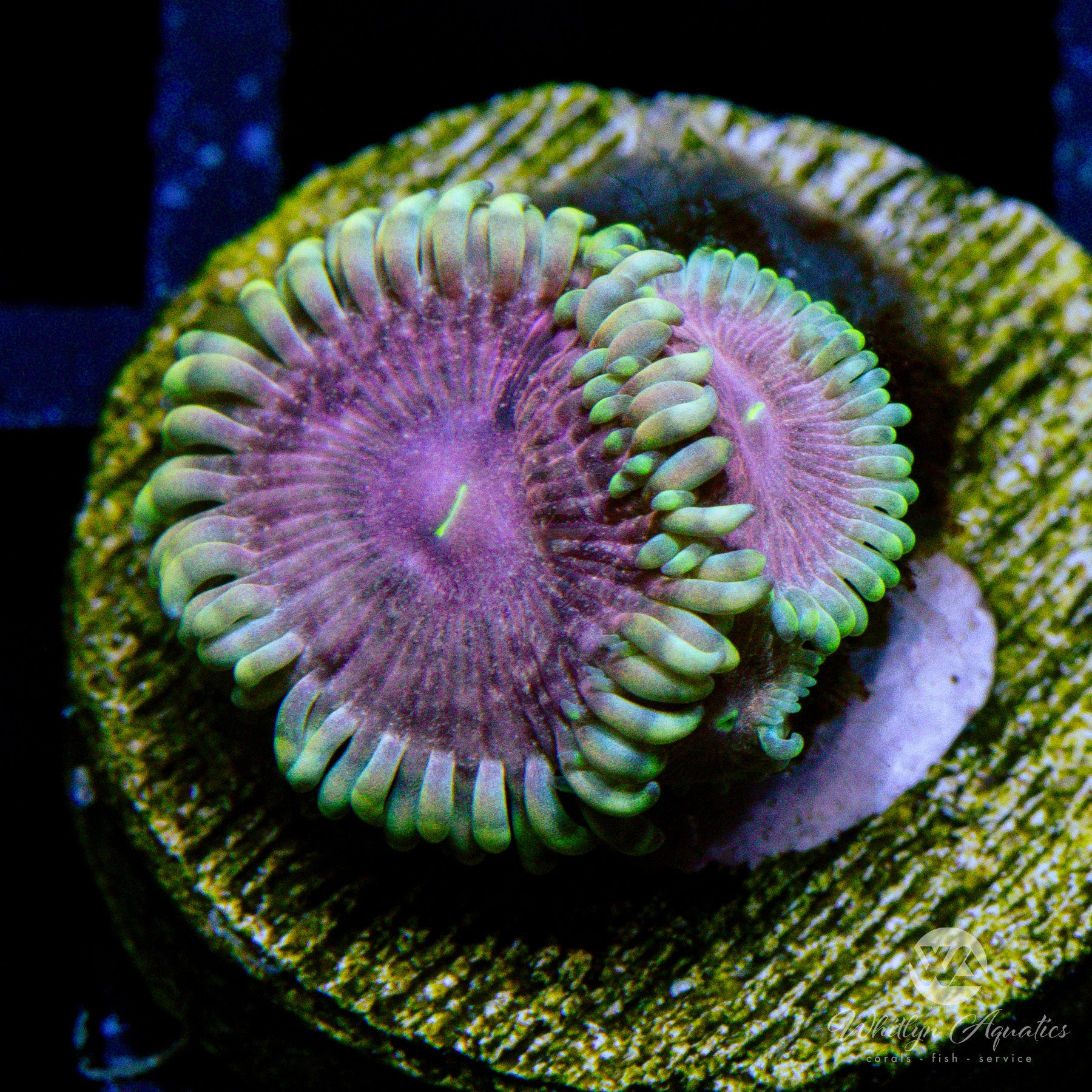 ZOA 　　　　　　　　　　　　　　　　　Z.O.A DeMarini Zoa -8 2-3/4