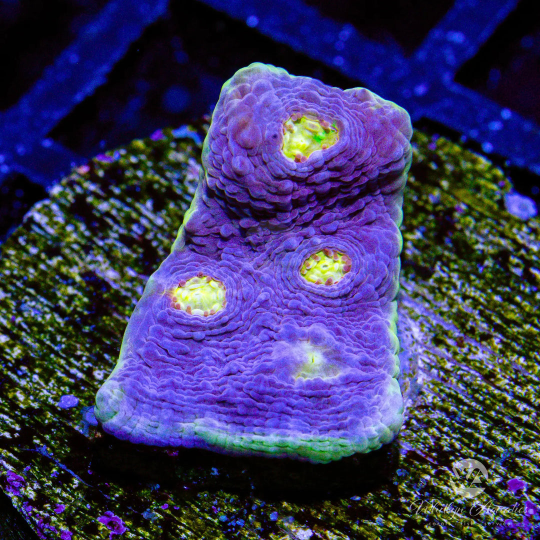 D8 - WA Easter Egg Chalice - WYSIWYG