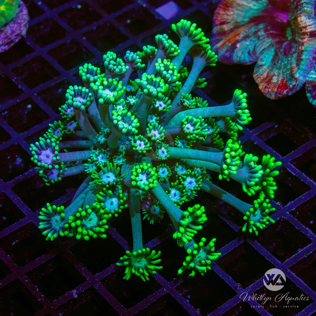 WA Emerald Gem Goniopora (Aquacultured)