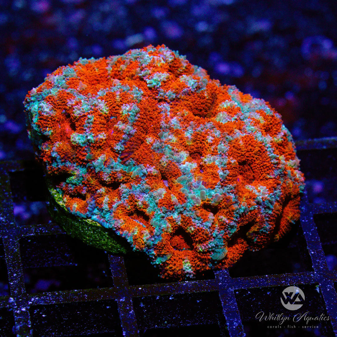 N3 - WA Fire & Ice Acan - WYSIWYG