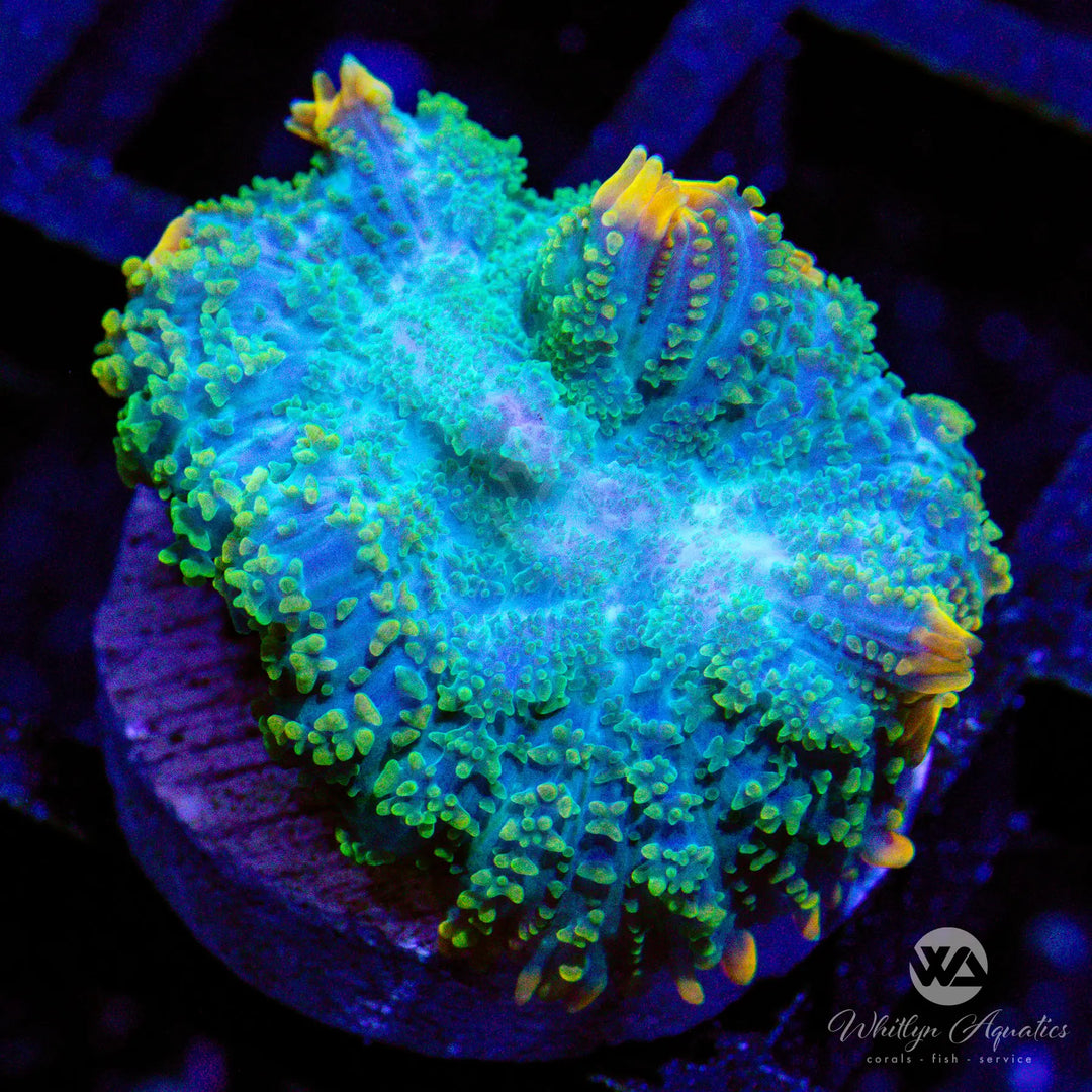 WA Gatorade Rhodactis Mushroom