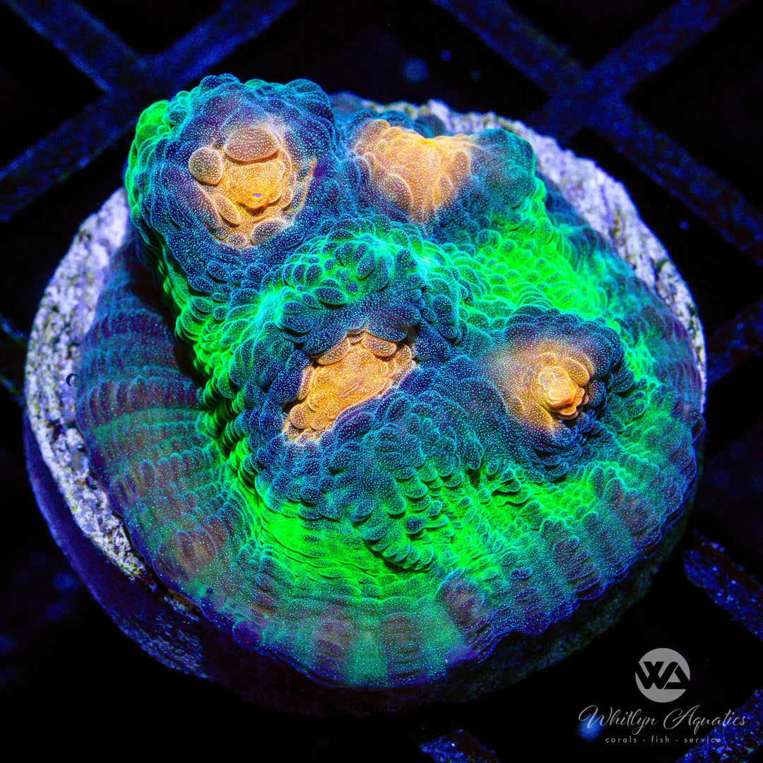 WA Gold Dabloon Chalice