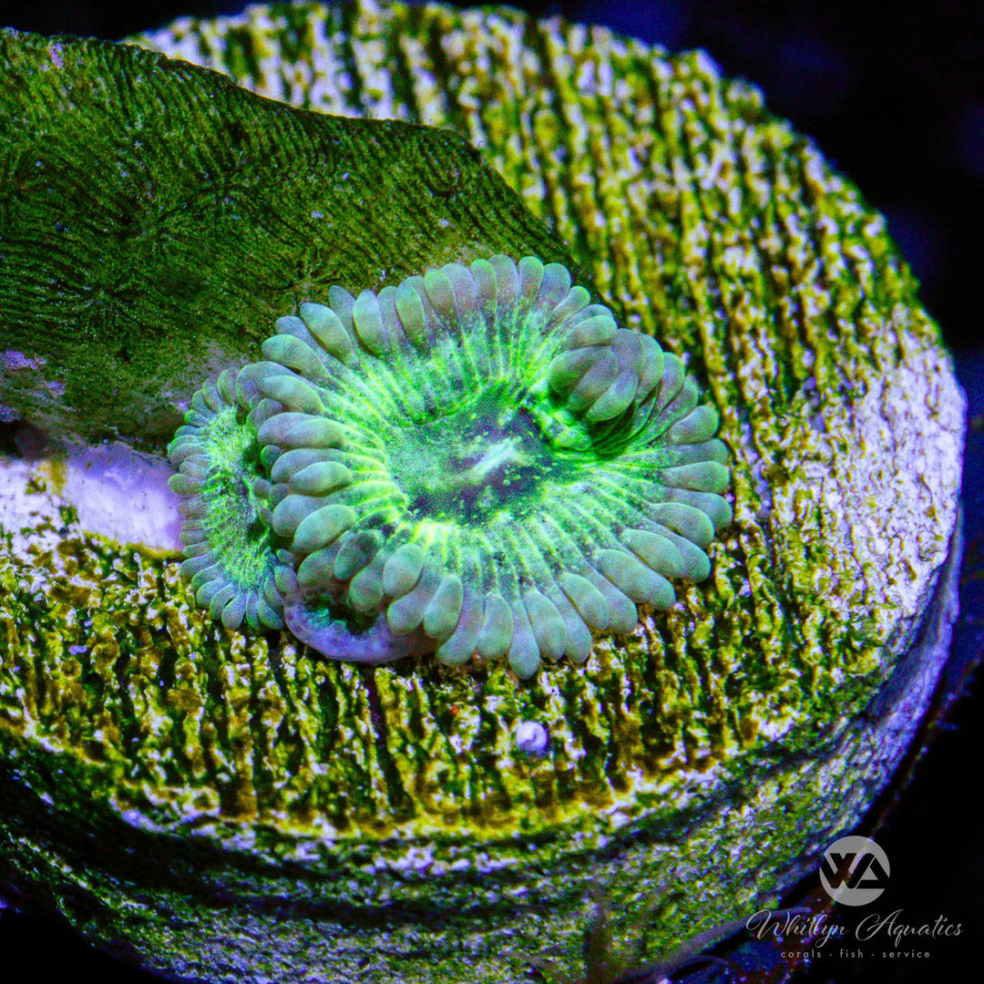 (C15) WA Green Inferno Zoa - WYSIWYG