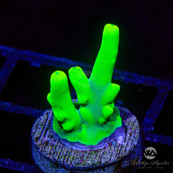 WA Highlighter Smooth Skin Acropora