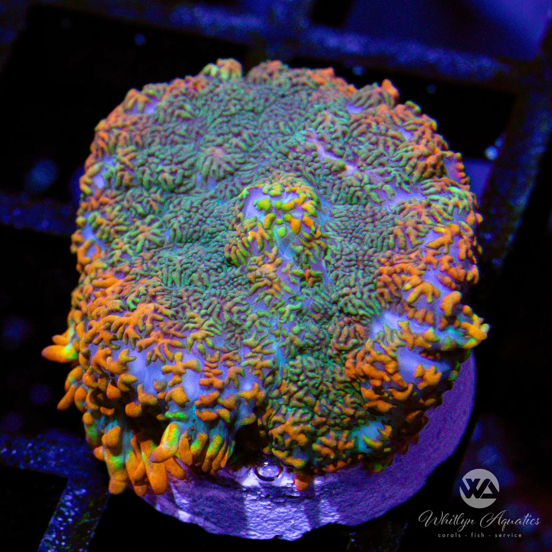 O1 - WA Hurricane Rhodactis - WYSIWYG