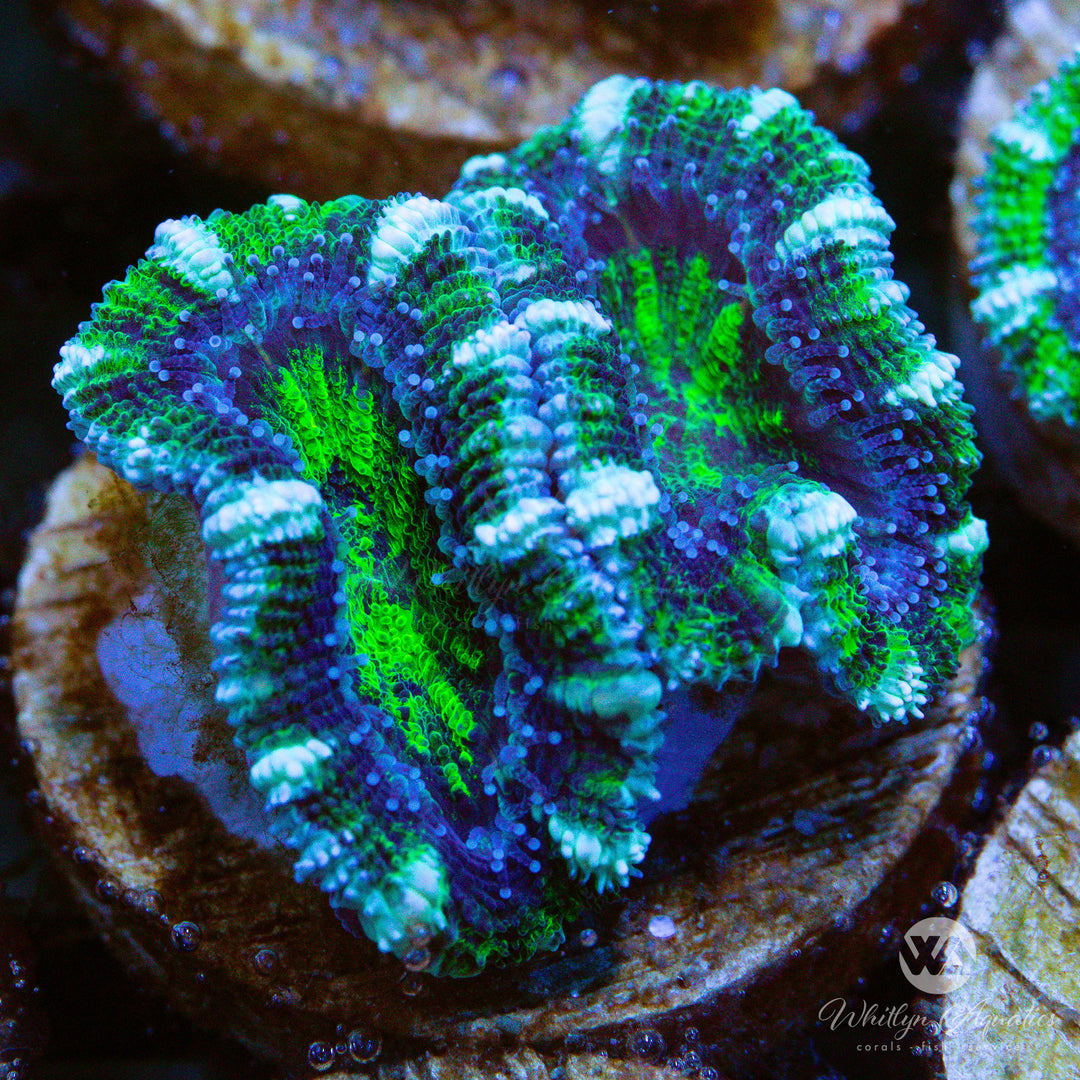 WA Jester Acan