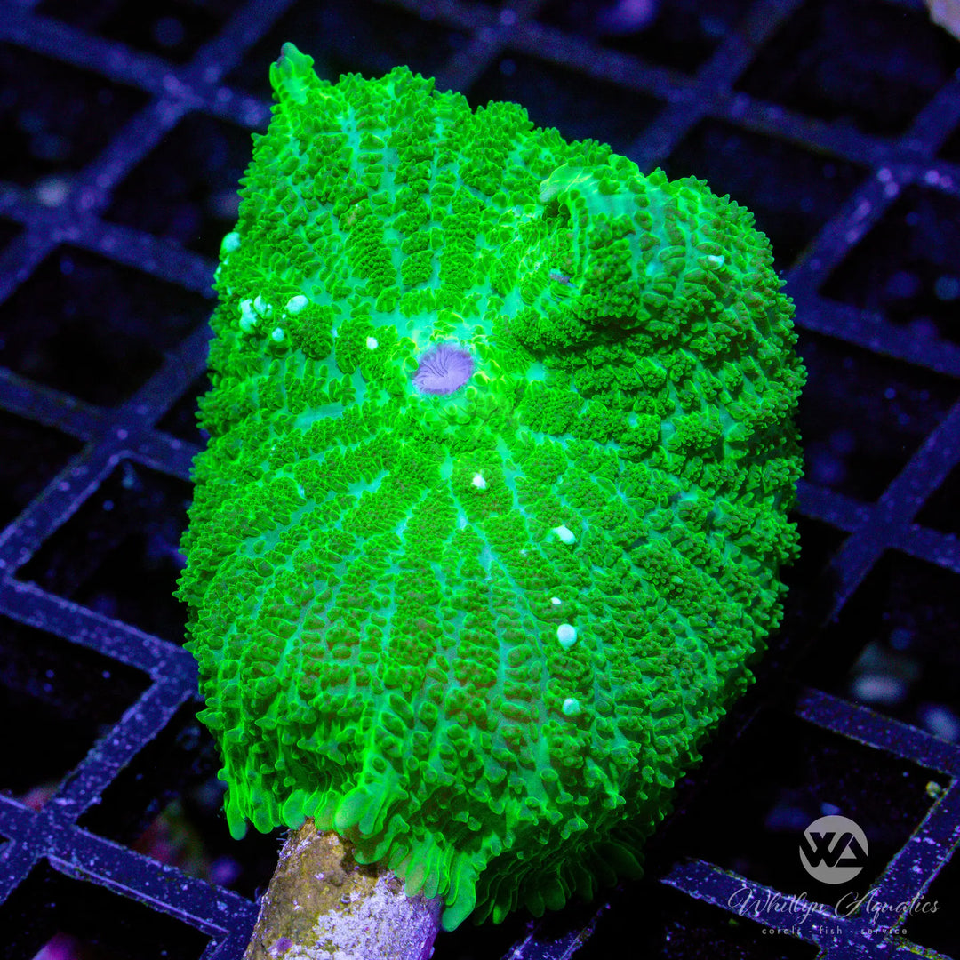 K8 - WA Jolly Green Rhodactis - WYSIWYG