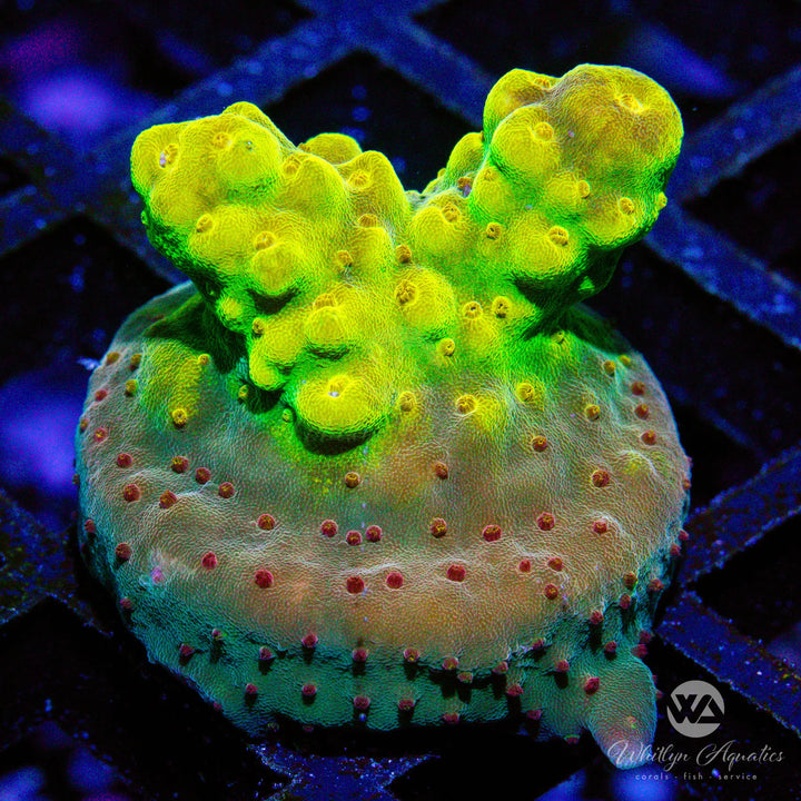 WA King Midas Acropora