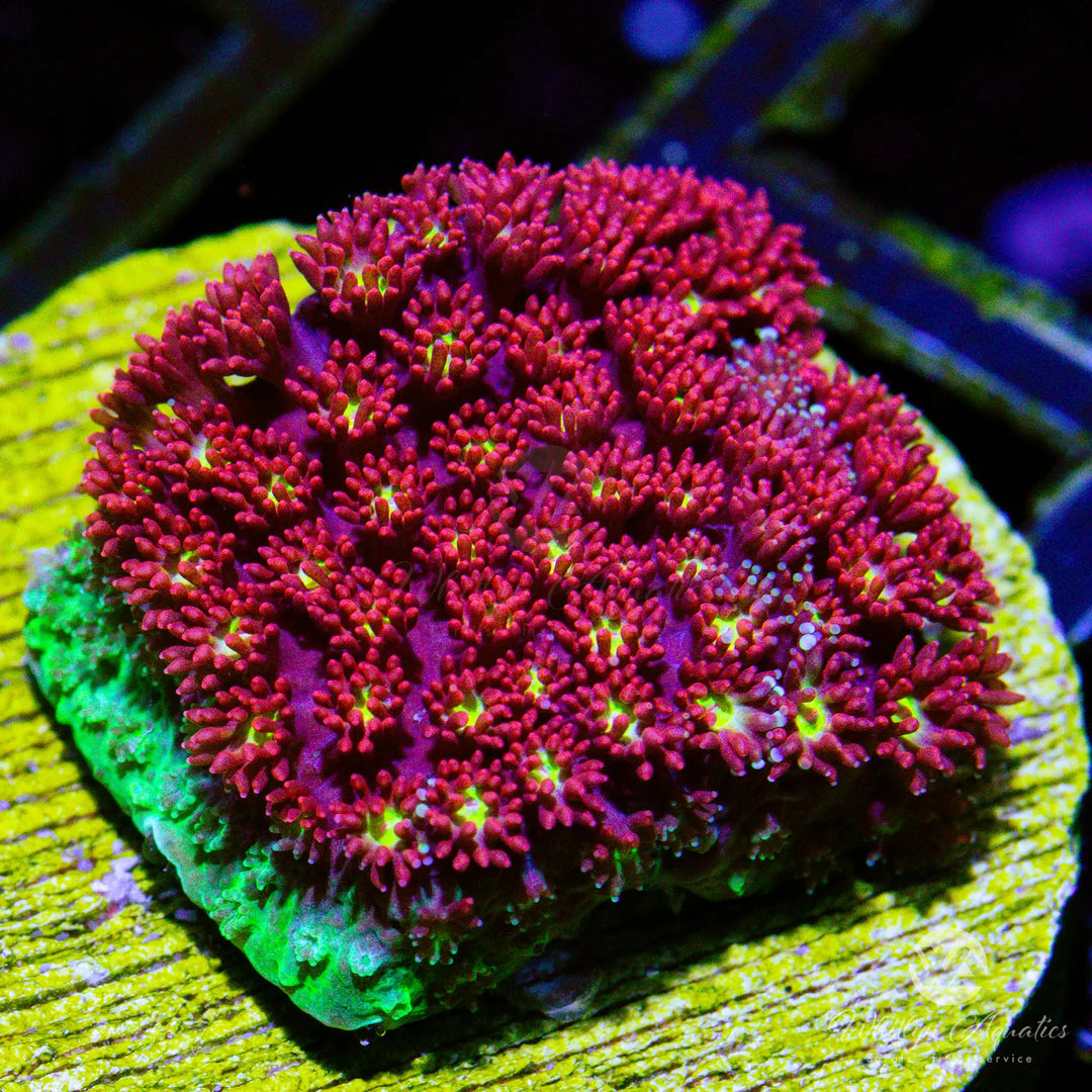 WA Magmar Bernardpora (Aquacultured)