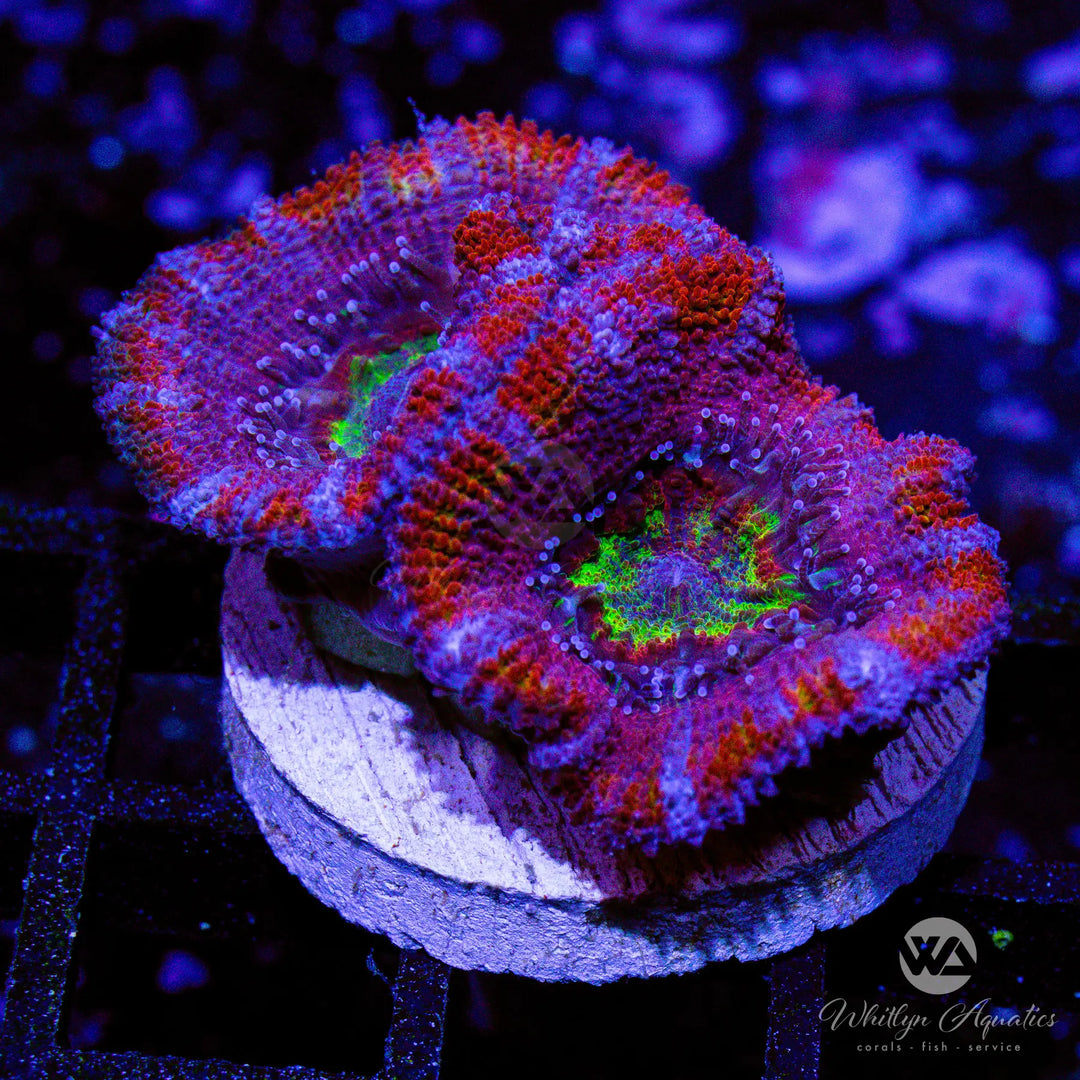 D5 - WA Magneto Acan - WYSIWYG