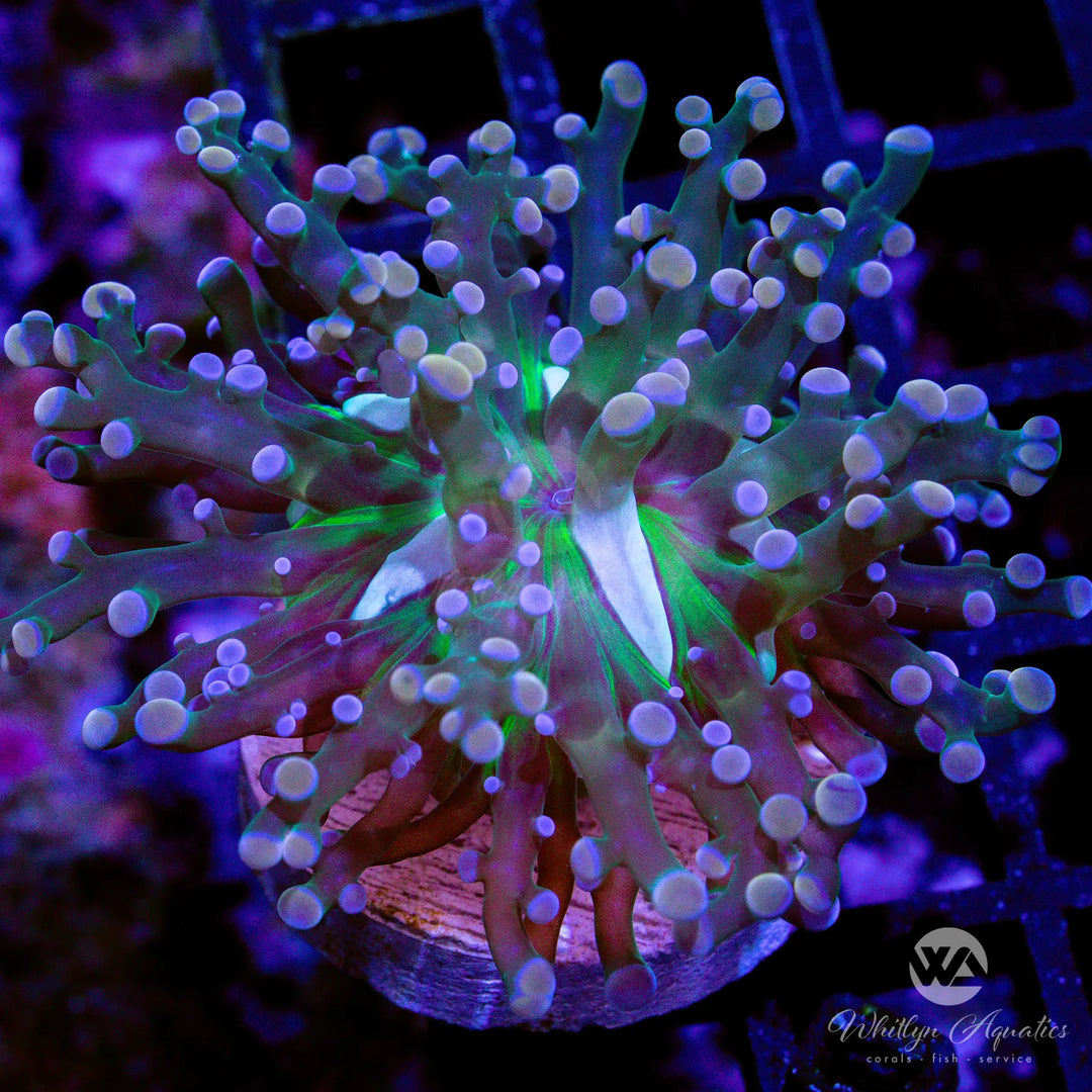WA Miami Heat Frogspawn - WYSIWYG