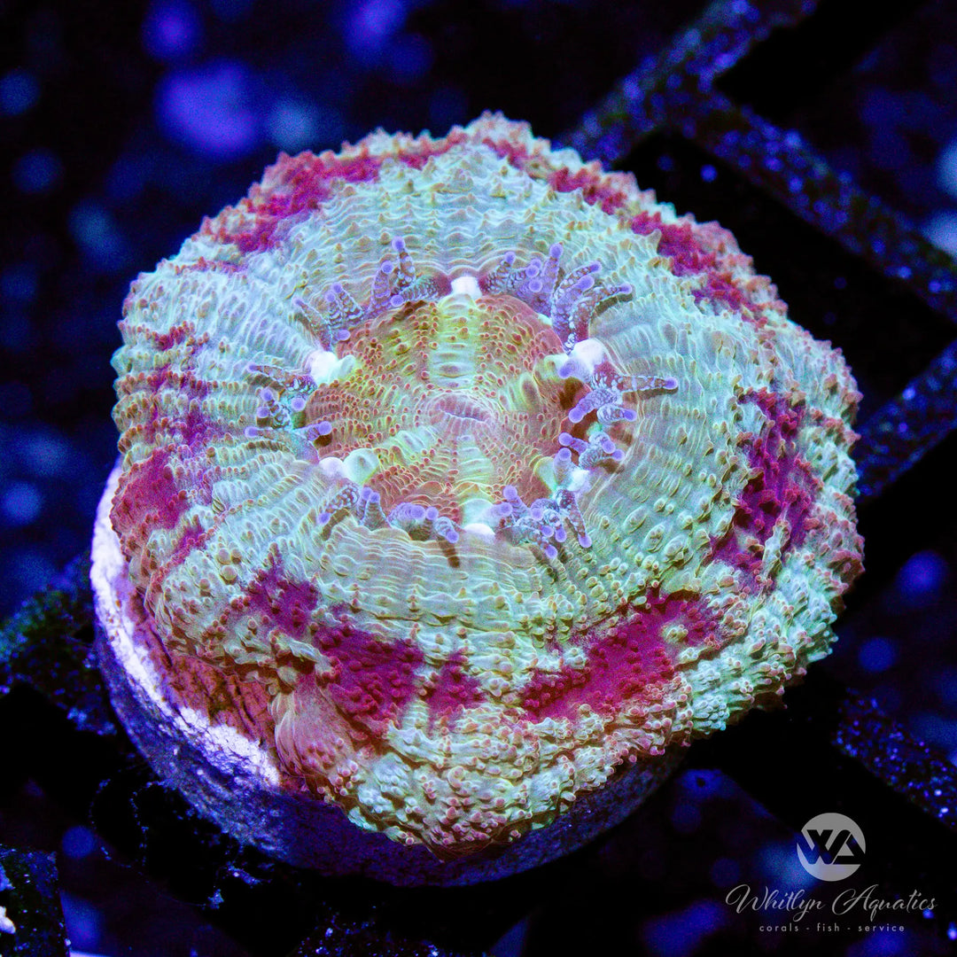 D3 - WA Parfait Asian Acan - WYSIWYG