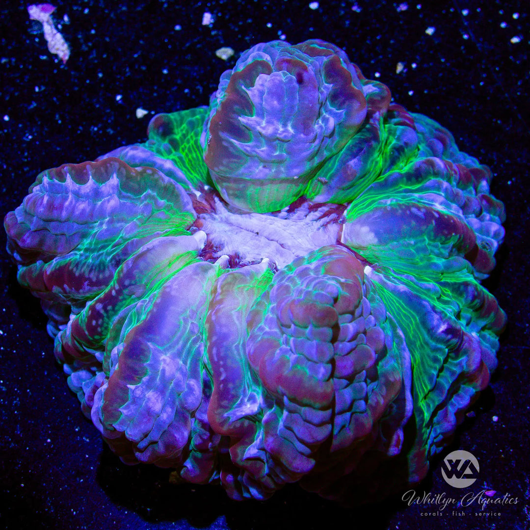 (C15) WA Radiation Leak Cynarina - WYSIWYG