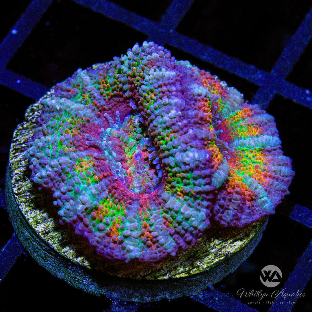 WA Rainbow Road Acan