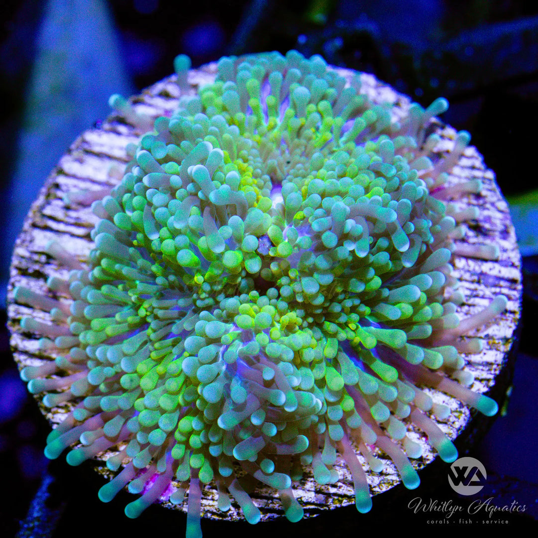A13 - WA Seafoam Ricordea - WYSIWYG