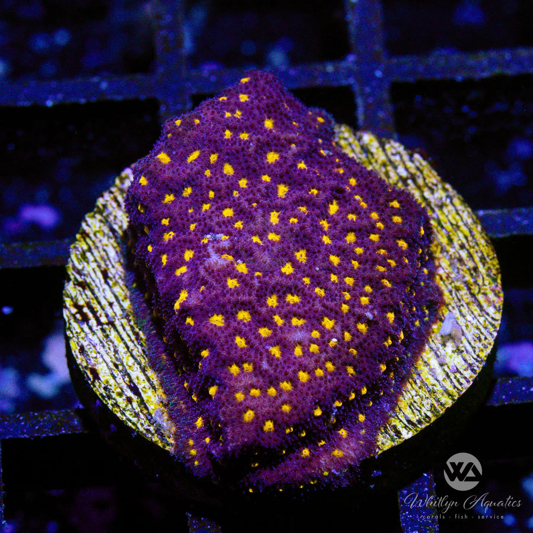 WA Starry Night Psammocora