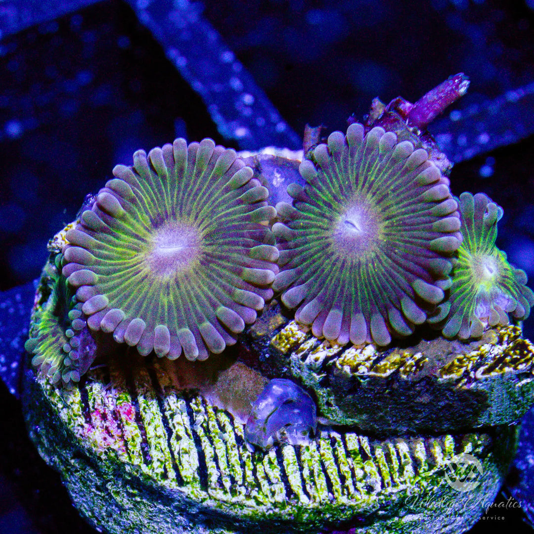 WA Stratograph Zoanthid (Aquacultured)