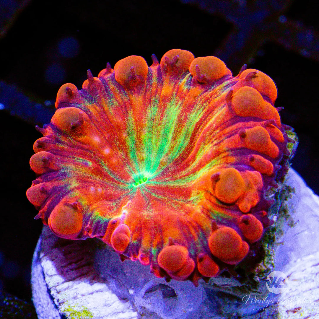 WA Strawberry Margarita Blastomussa