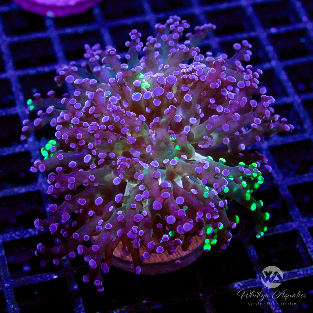I1 - WA Twoface Frogspawn - WYSIWYG