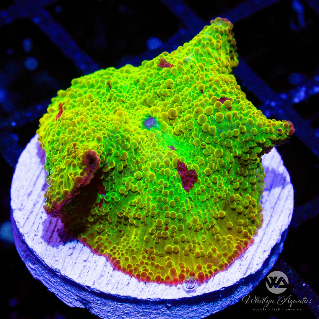 We Be Jammin' Yellow Eclectus Mushroom (~1") - WYSIWYG