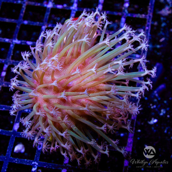 OG Weeping Willow Toadstool (Aquacultured)