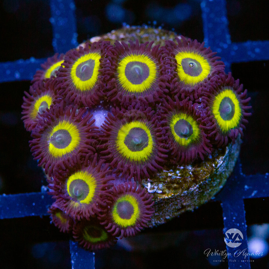 Wolverine Zoanthid (Aquacultured)