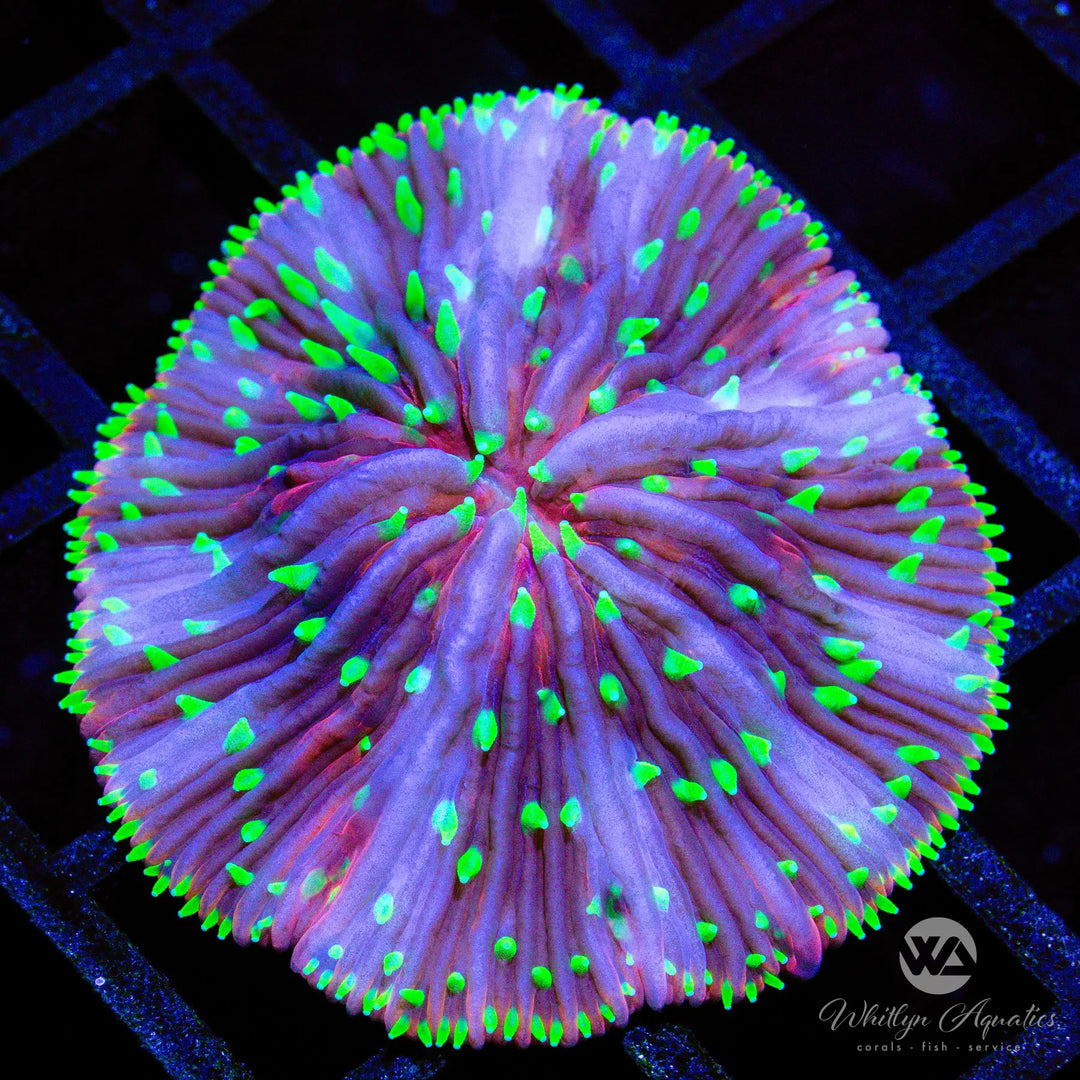 (X2) Ultra Plate Coral (~1.5") - WYSIWYG