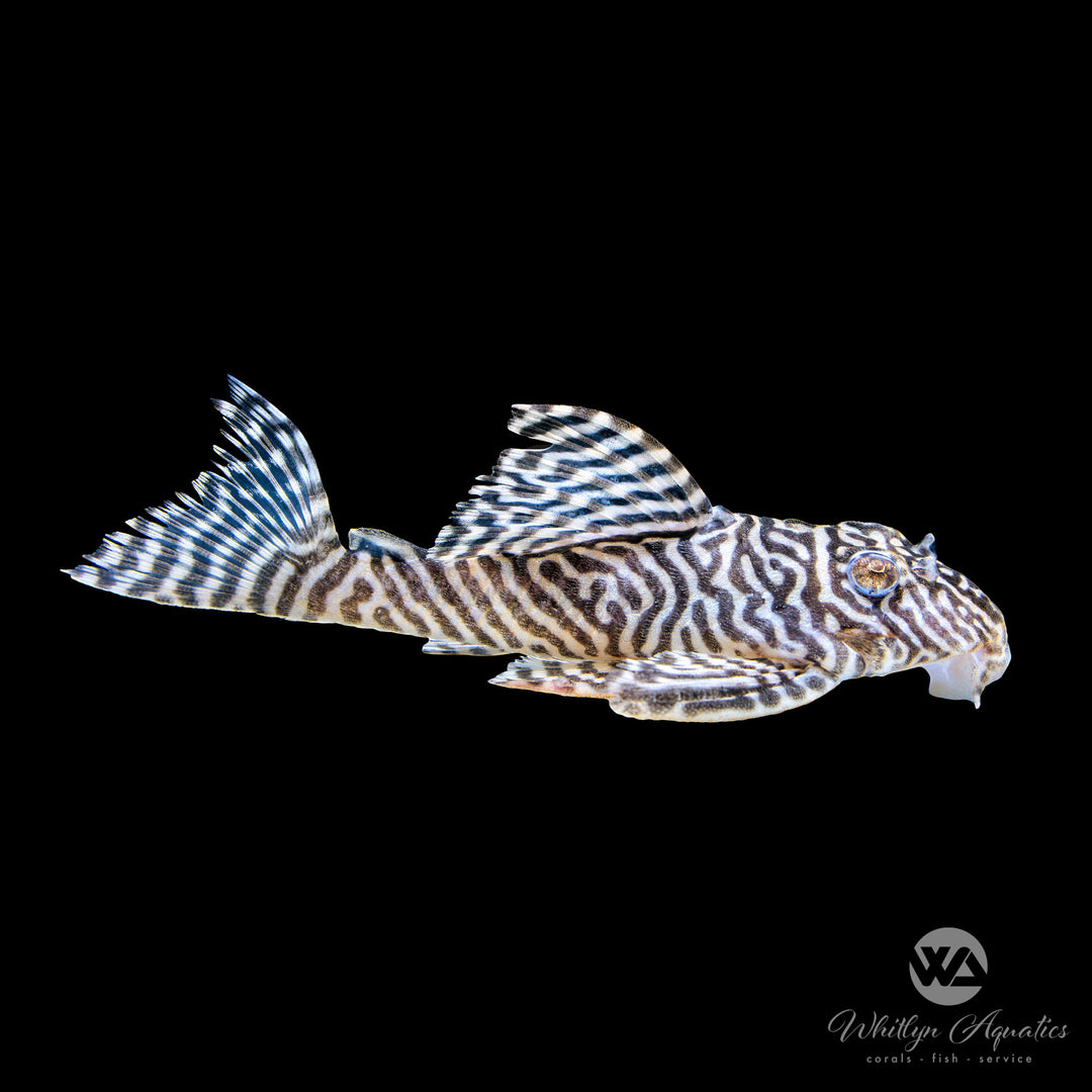 Xingu King Tiger Pleco - L066 - Hypancistrus seideli