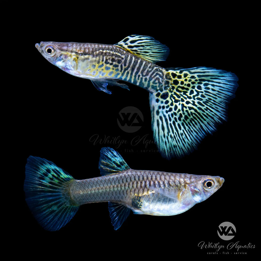 Yellow Lace Guppy - Poecilia reticulata