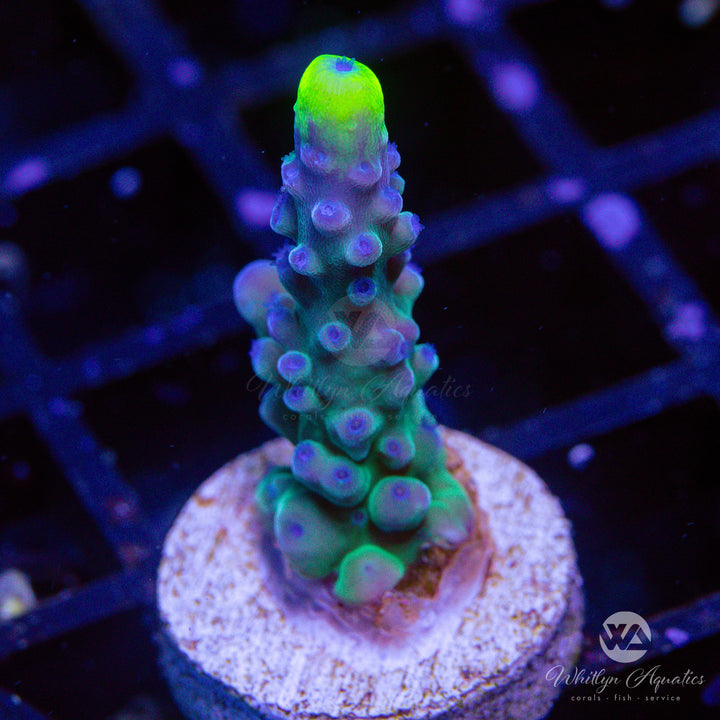 Yellow Tips Acropora