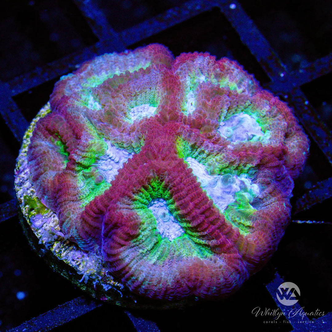 (Z3) WA Rainbow Brite Favia - WYSIWYG