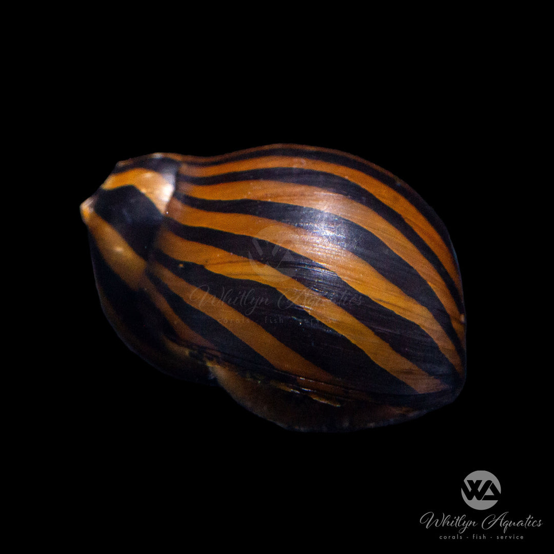 Zebra Nerite Snail - Neritina natalensis