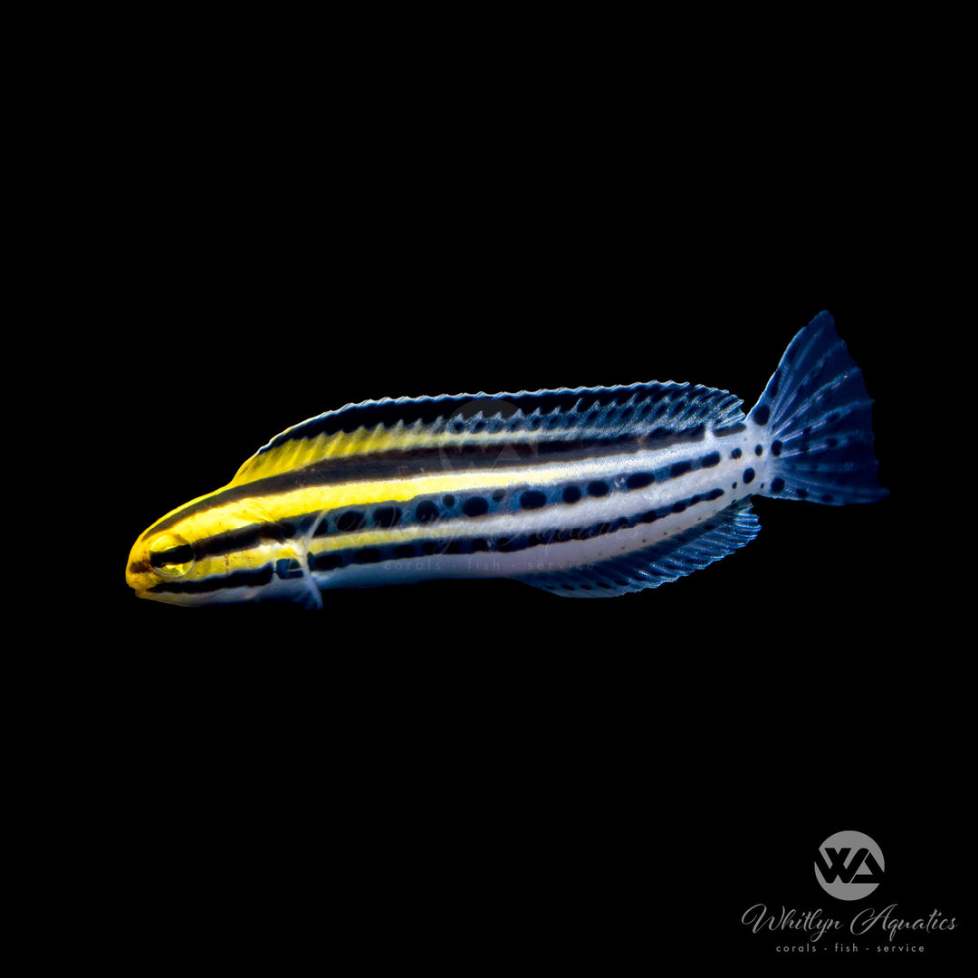 Zebra Striped Blenny - Meiacanthus grammistes
