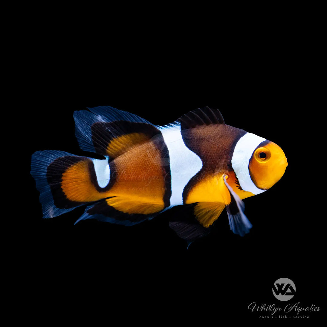 Black Photon Longfin Clownfish - Amphiprion ocellaris x percula