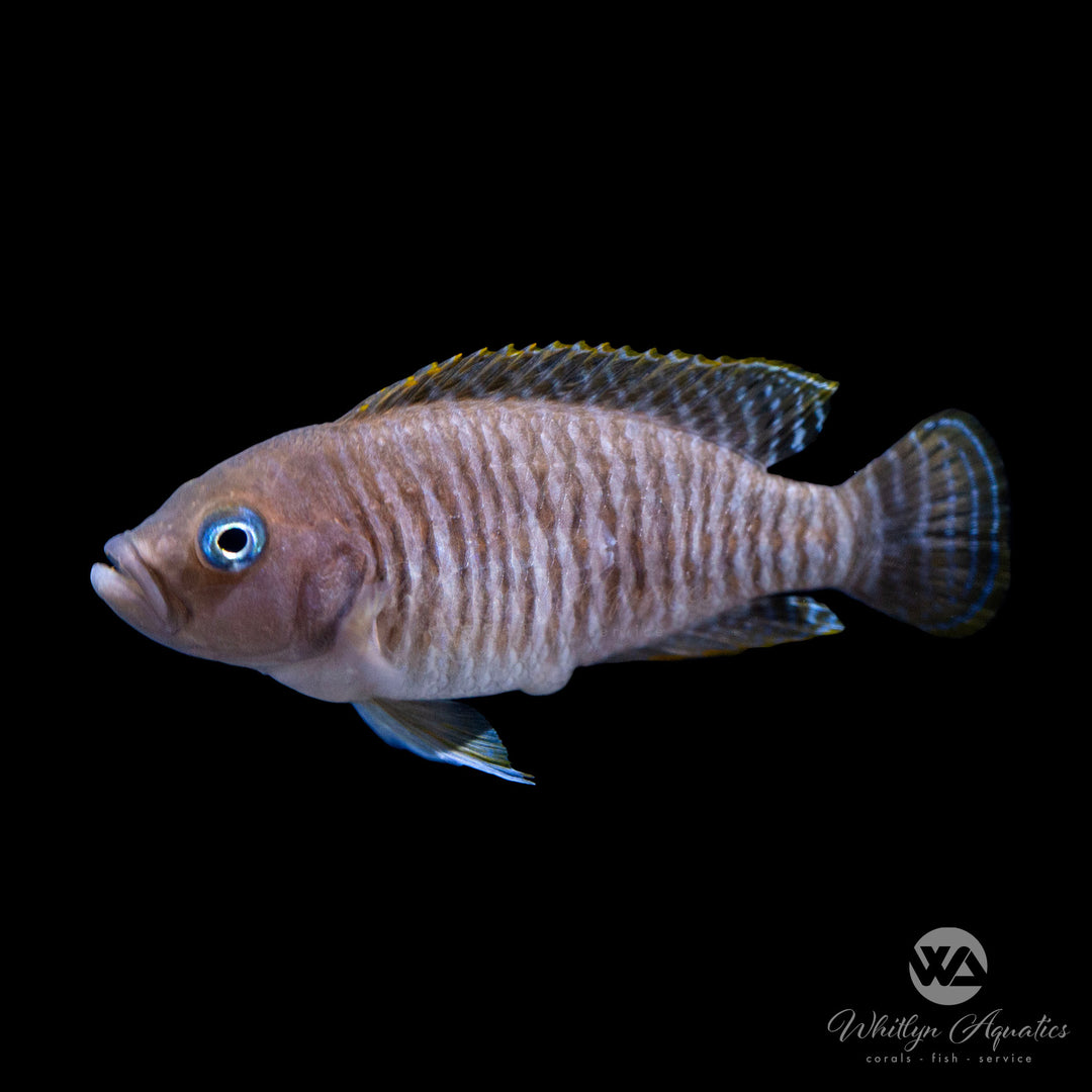 Multi Shell Dweller - Neolamprologus multifasciatus