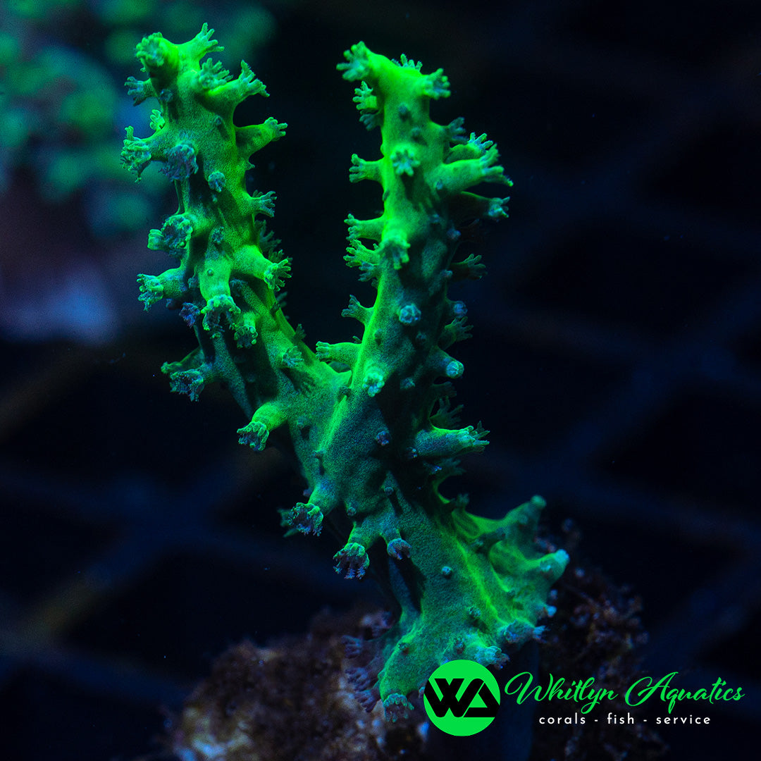 A22 - WA Neon Green Nepthea - WYSIWYG – Whitlyn Aquatics
