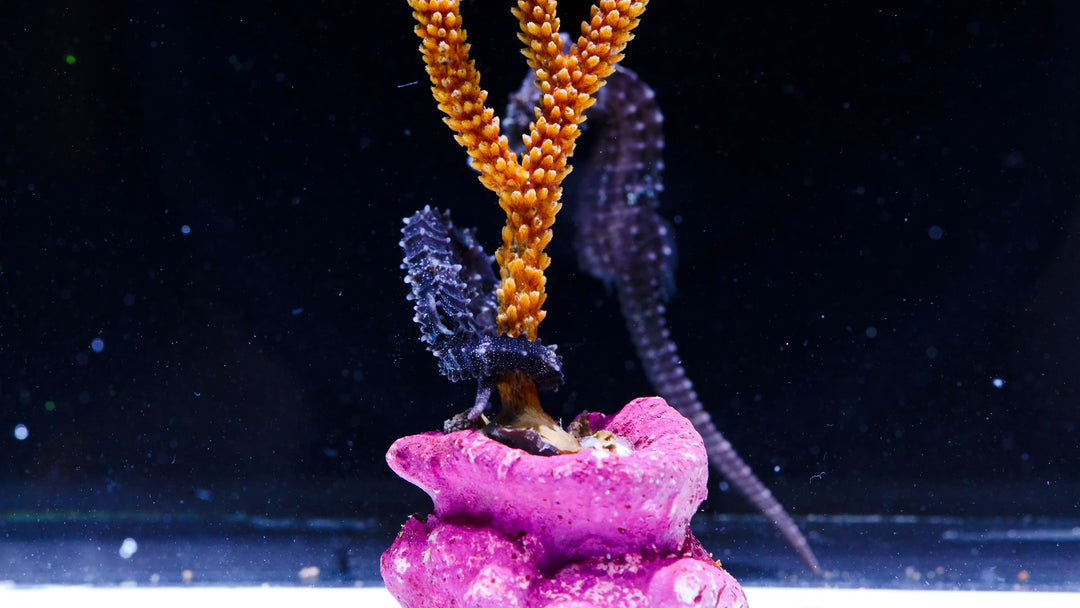 B40 - Lined Seahorse Pair - WYSIWYG
