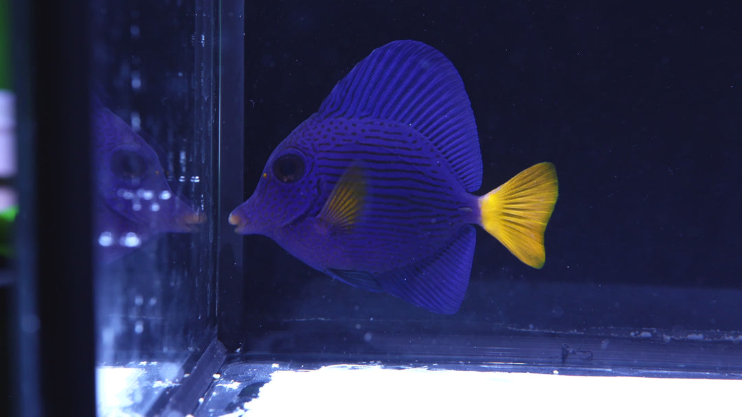 D57 - Purple Tang - WYSIWYG