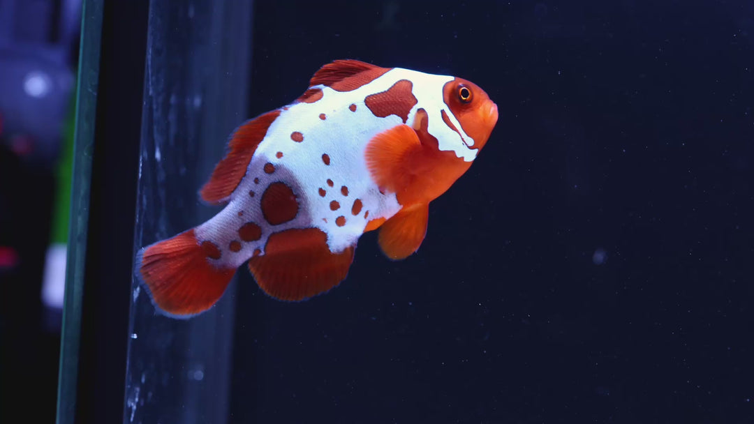 B01 - Aberant Gold Lightning Maroon Clown - WYSIWYG