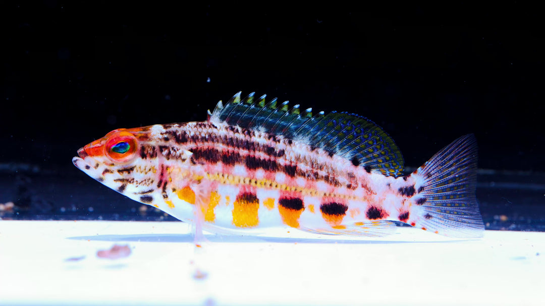 B20 - Lantern Basslet - WYSIWYG