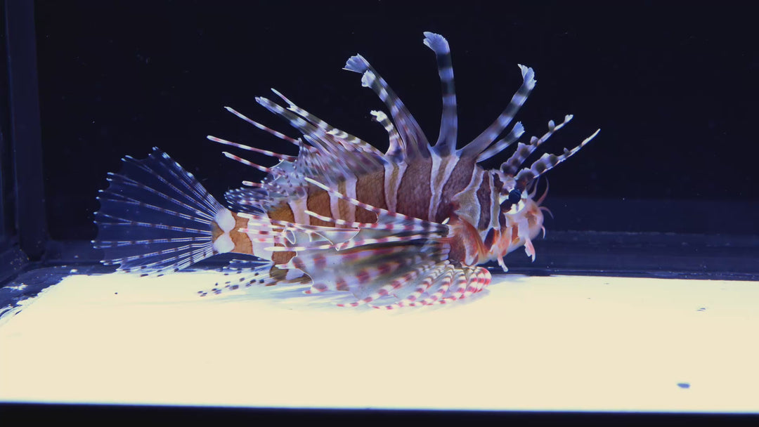 C01 - Dwarf Lionfish - WYSIWYG